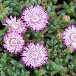Ruschia lineolata