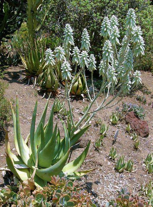 Aloe tomentosa