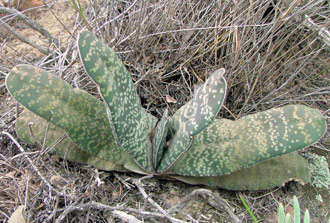 Gasteria disticha