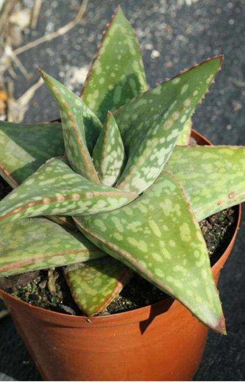 Gasteria "Mumba"