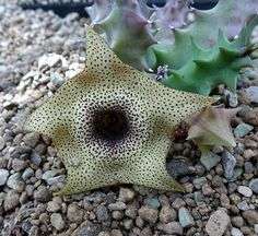 Huernia praestans (white)