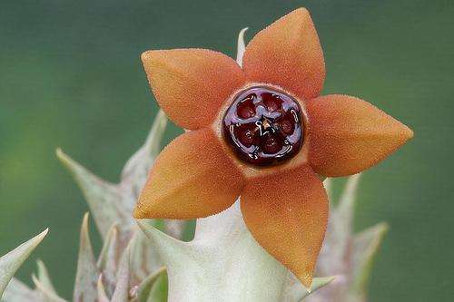 Orbea laticorona
