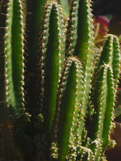 Cereus tetragonus
