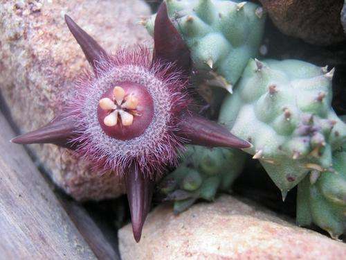 Duvalia corderoyi