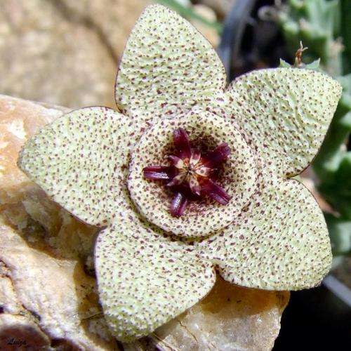 Orbea capensis