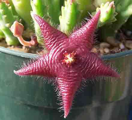 Stapelia paniculata var scitula