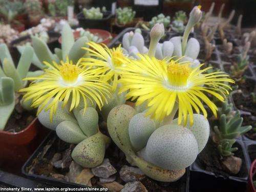 Dinteranthus puberculus