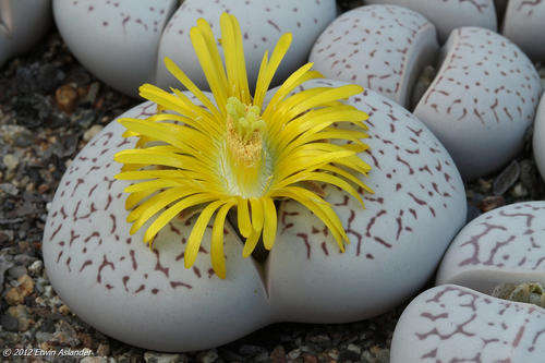 Dinteranthus vanzylii