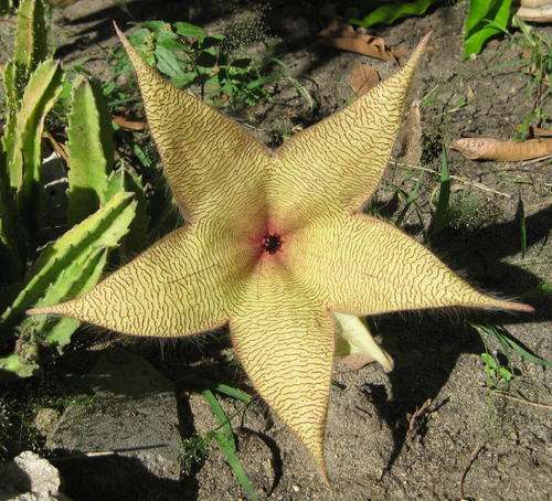 Stapelia giganteae