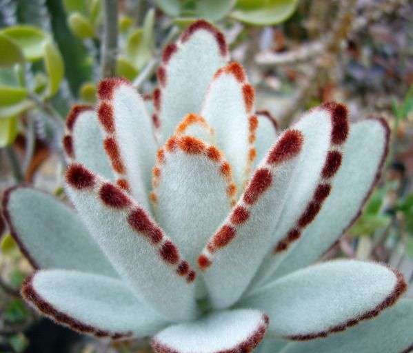 Kalanchoe tomentosa