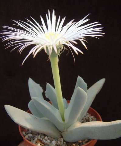 Cheiridopsis denticulata