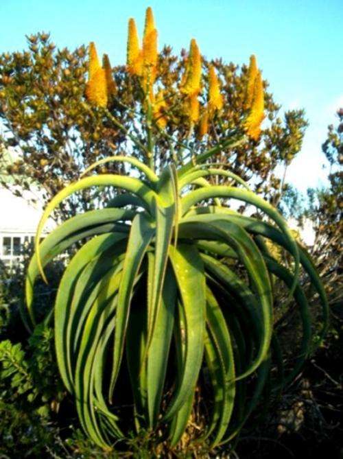 Aloe thraskii (seeldings)