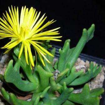 Rhombophyllum dolabreforme