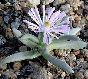 Ebracteola fullerii