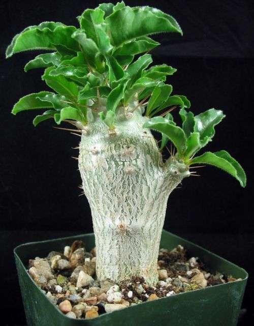 Pachypodium saundersii