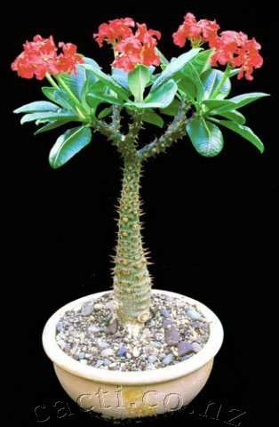Pachypodium baronii