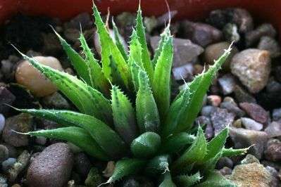 Haworthia chloracantha