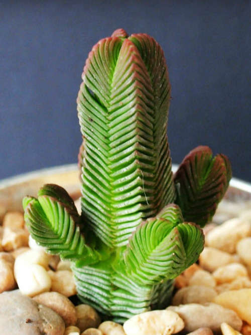 Crassula pyrimidalis