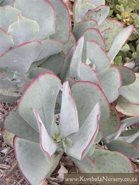 Cotyledon orbiculata var orbiculata