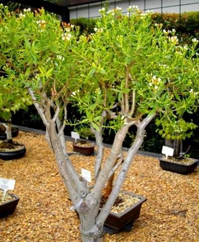 Crassula sarcocaulis