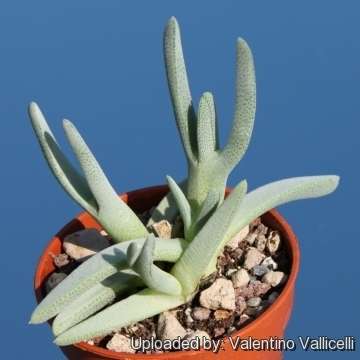 Cheiridopsis cigaretifera