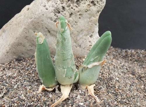 Mitrophyllum grande