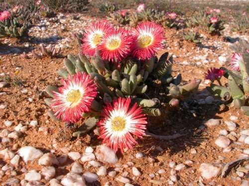 Cephalophyllum spissum