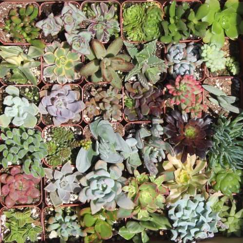 Succulent combo (50 Plants)