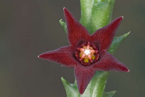 Orbea taitica