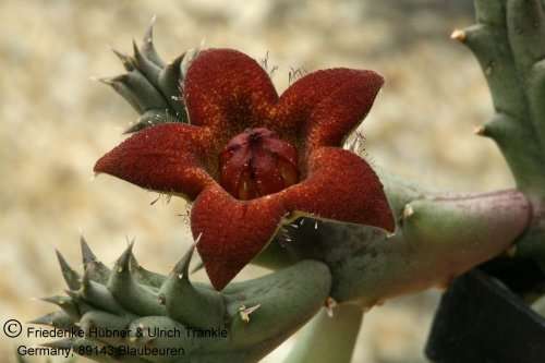 Piaranthus dicipiens