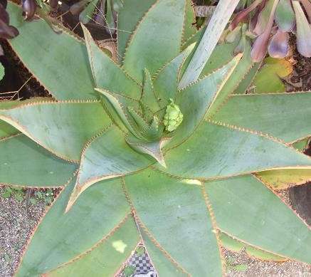 Aloe striata hybrid