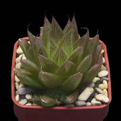 Haworthia cooperii var leightonii