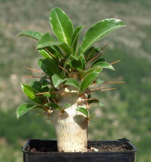 Pachypodiyum saundersii seed (20 seeds)