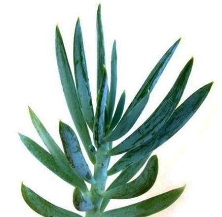 Senecio ficoides