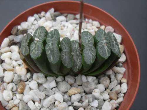 Haworthia truncata (small)