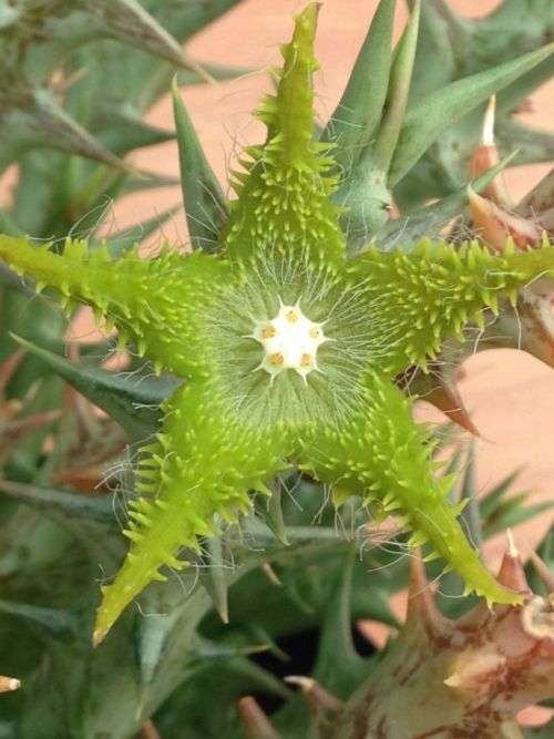 Orbea dummerii