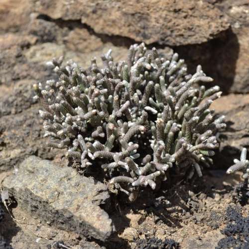 Avonia ustulata (rare)