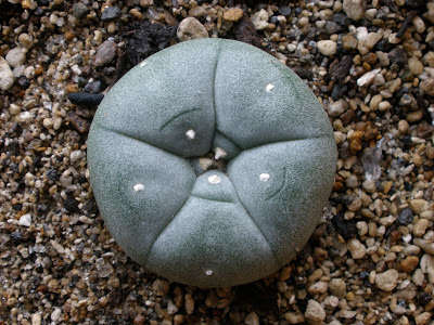 Lophophora williamsii (seedling)