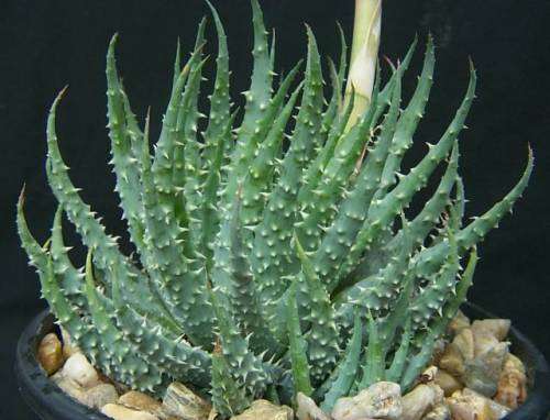Aloe humilis