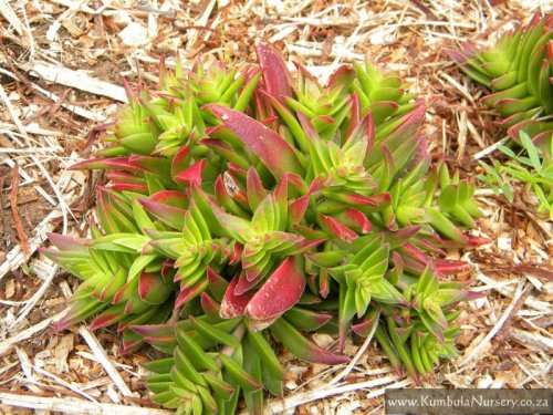 Crassula capitella
