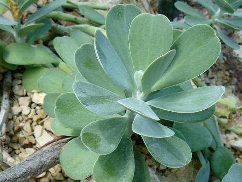 Senecio amaniensis