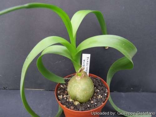 Albuca bracteosa