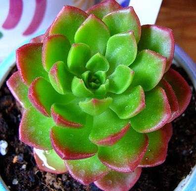 Sedeveria "Letizia"