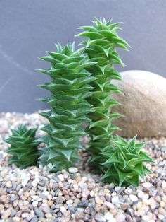 Astroloba spiralis