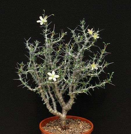Sarcocaulon vanderitieae (Large)