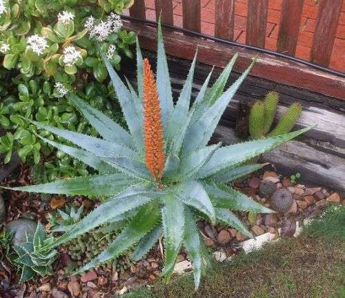 Aloe ferox x Aloe arborescence