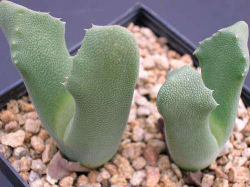Odontophorus nanaus