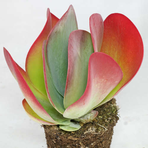 Kalanchoe thyrisiflora (Flapjacks)