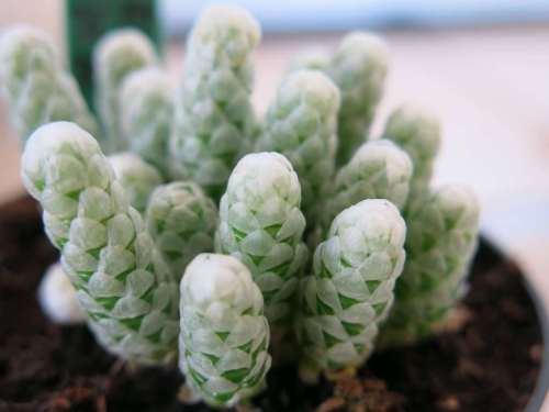 Avonia papyraceae