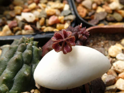 Pectinaria articulatis subsp asperfolia